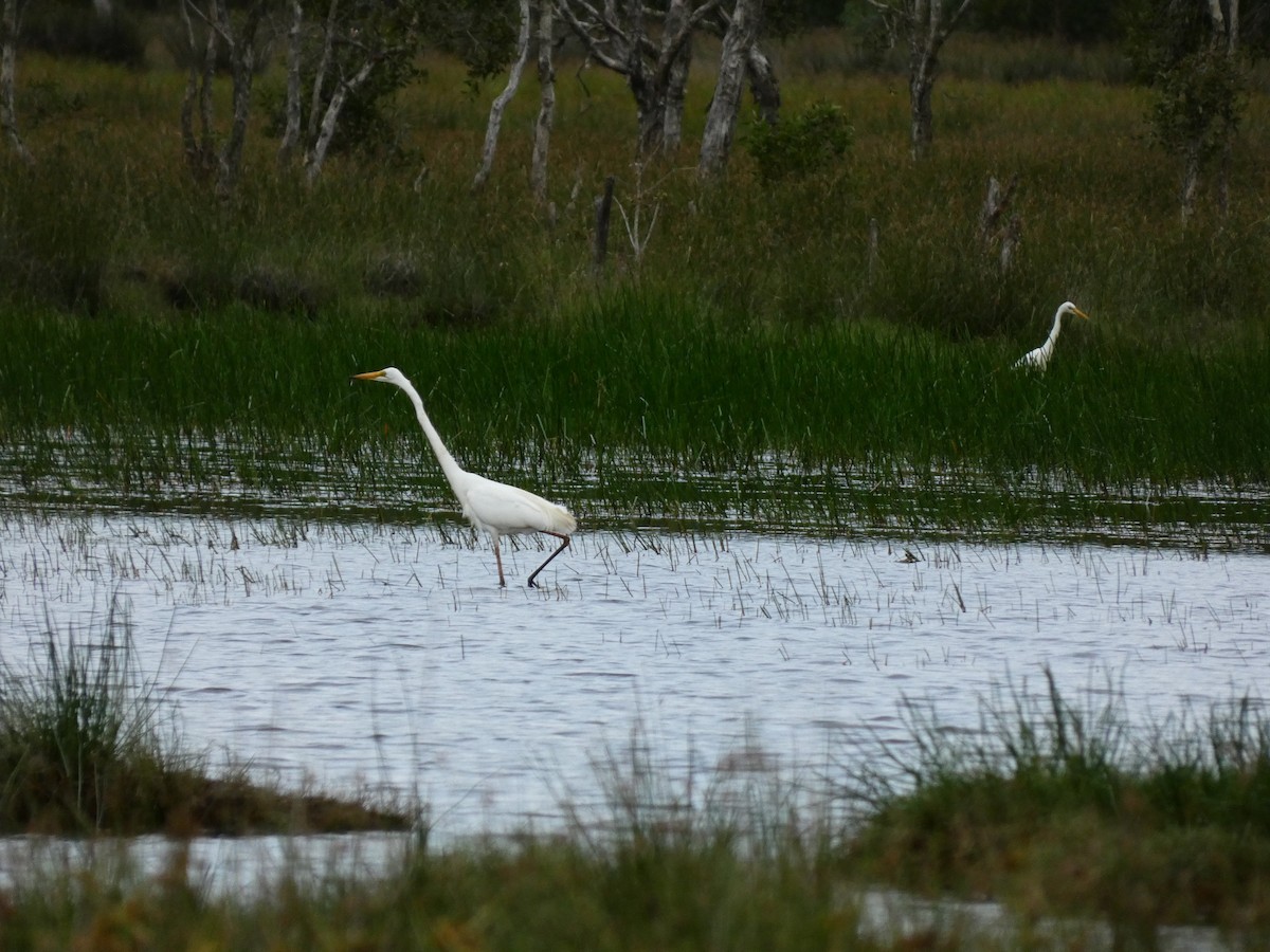 Great Egret - Ian Starling