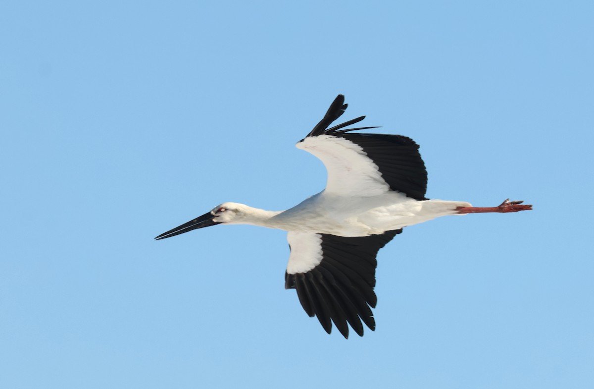 Oriental Stork - ML615816585