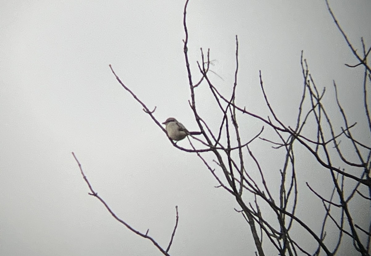 Northern Shrike - Alex Colucci