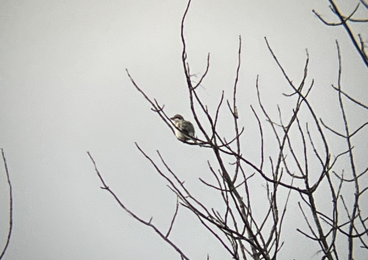 Northern Shrike - Alex Colucci