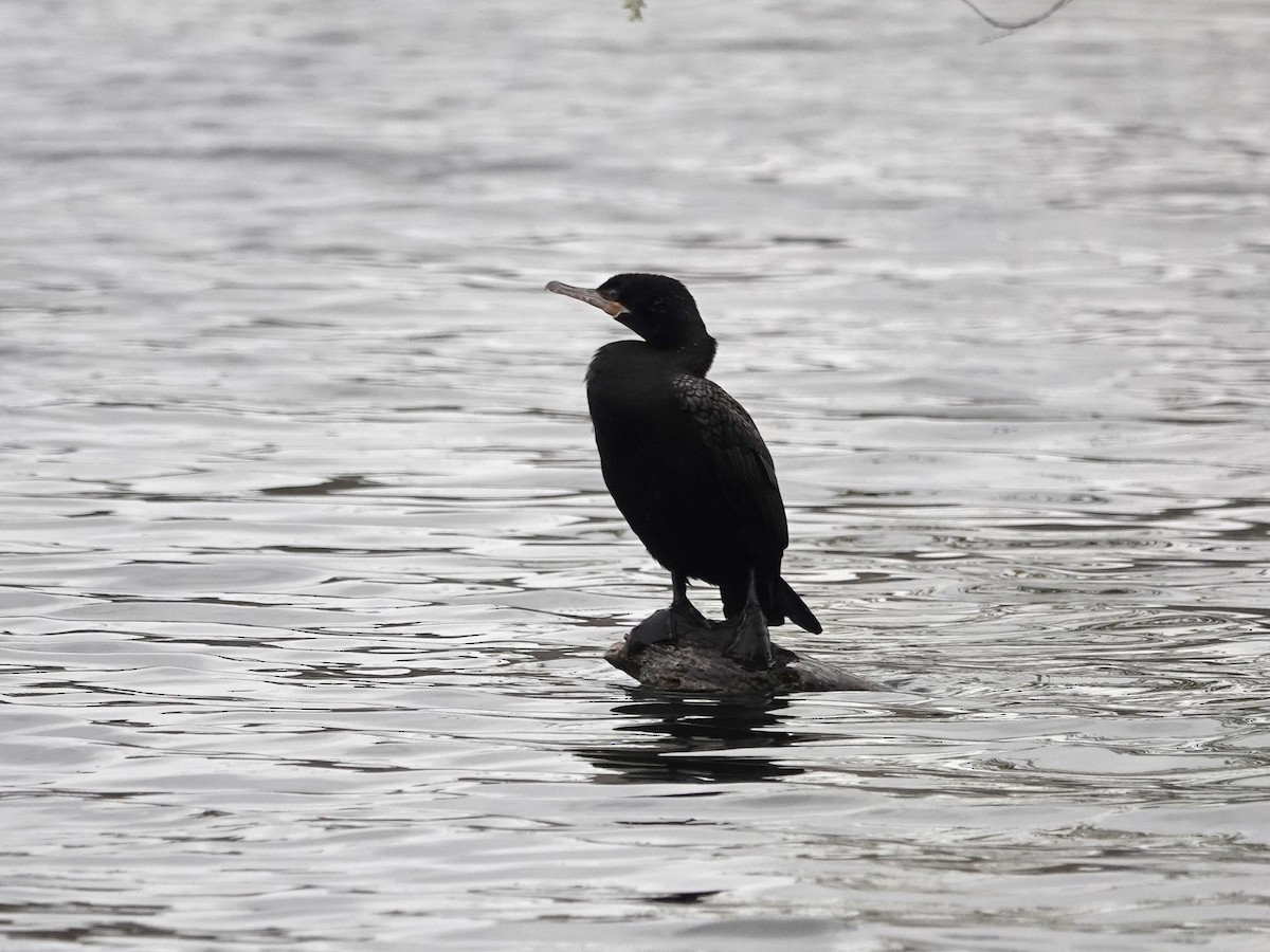 Neotropic Cormorant - ML615816721