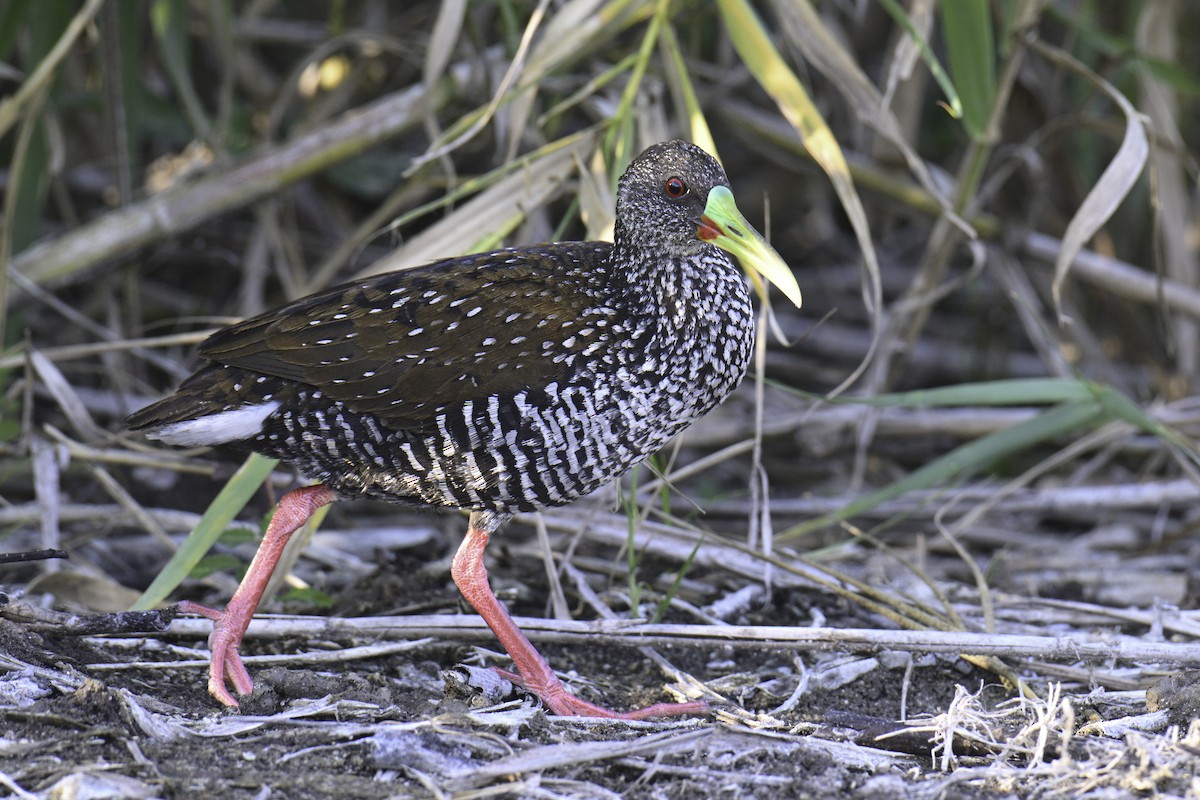 Spotted Rail - ML615816732