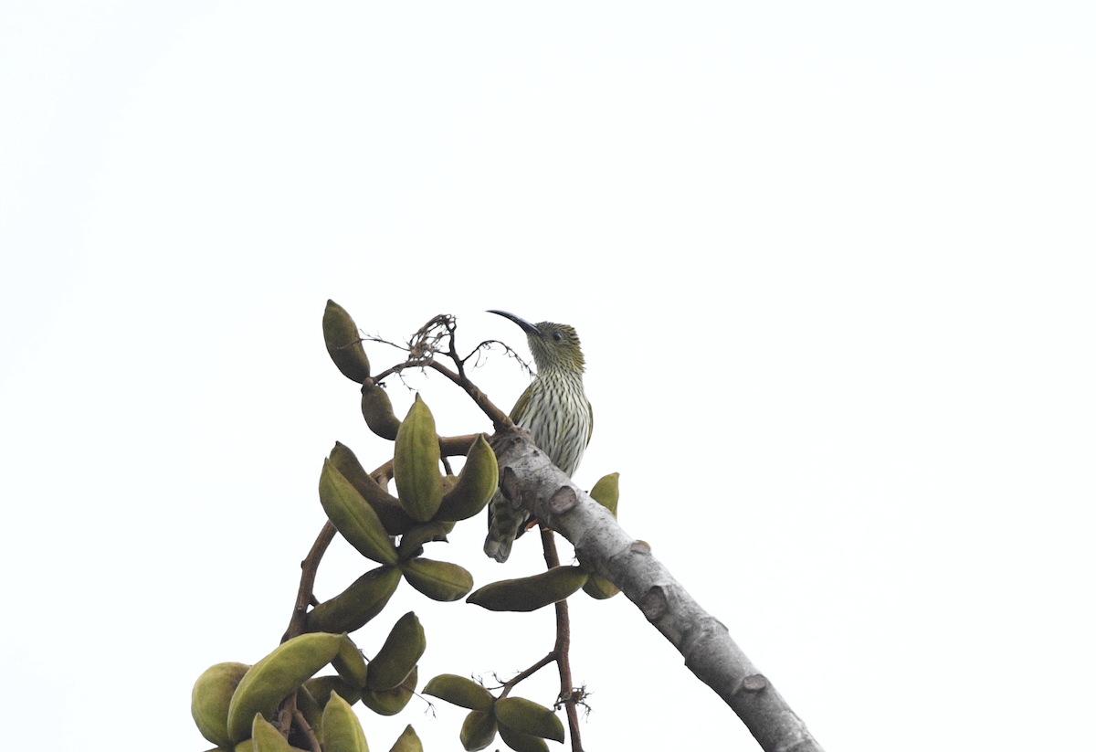 Streaked Spiderhunter - ML615816914