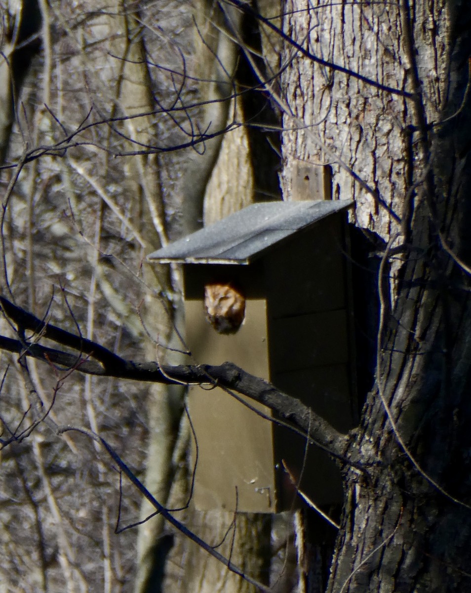 Eastern Screech-Owl - Jocelyne Pelletier