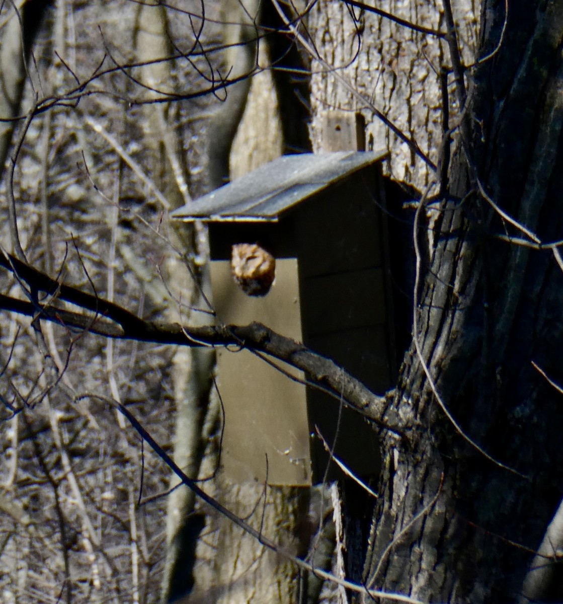 Eastern Screech-Owl - ML615816965