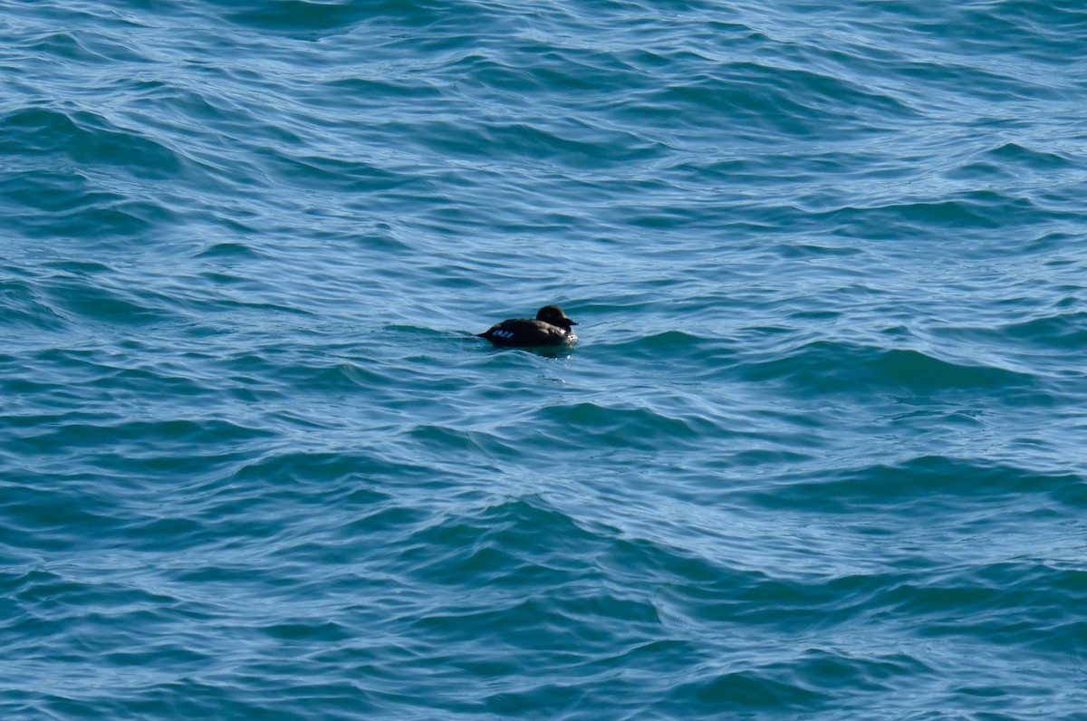 White-winged Scoter - Klaus Bielefeldt