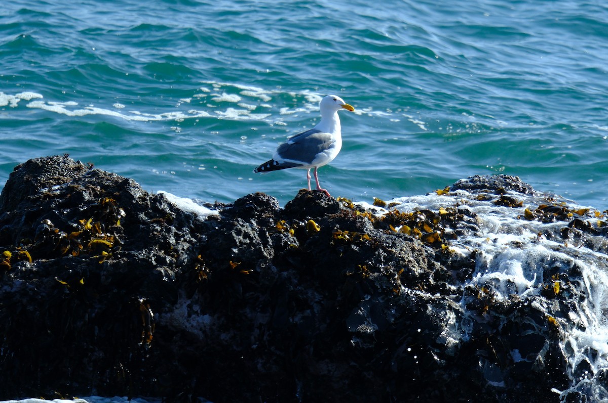 Western Gull - Klaus Bielefeldt