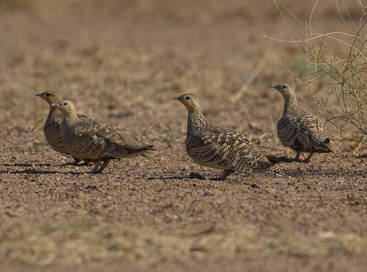 Chestnut-bellied Sandgrouse - ML615817001