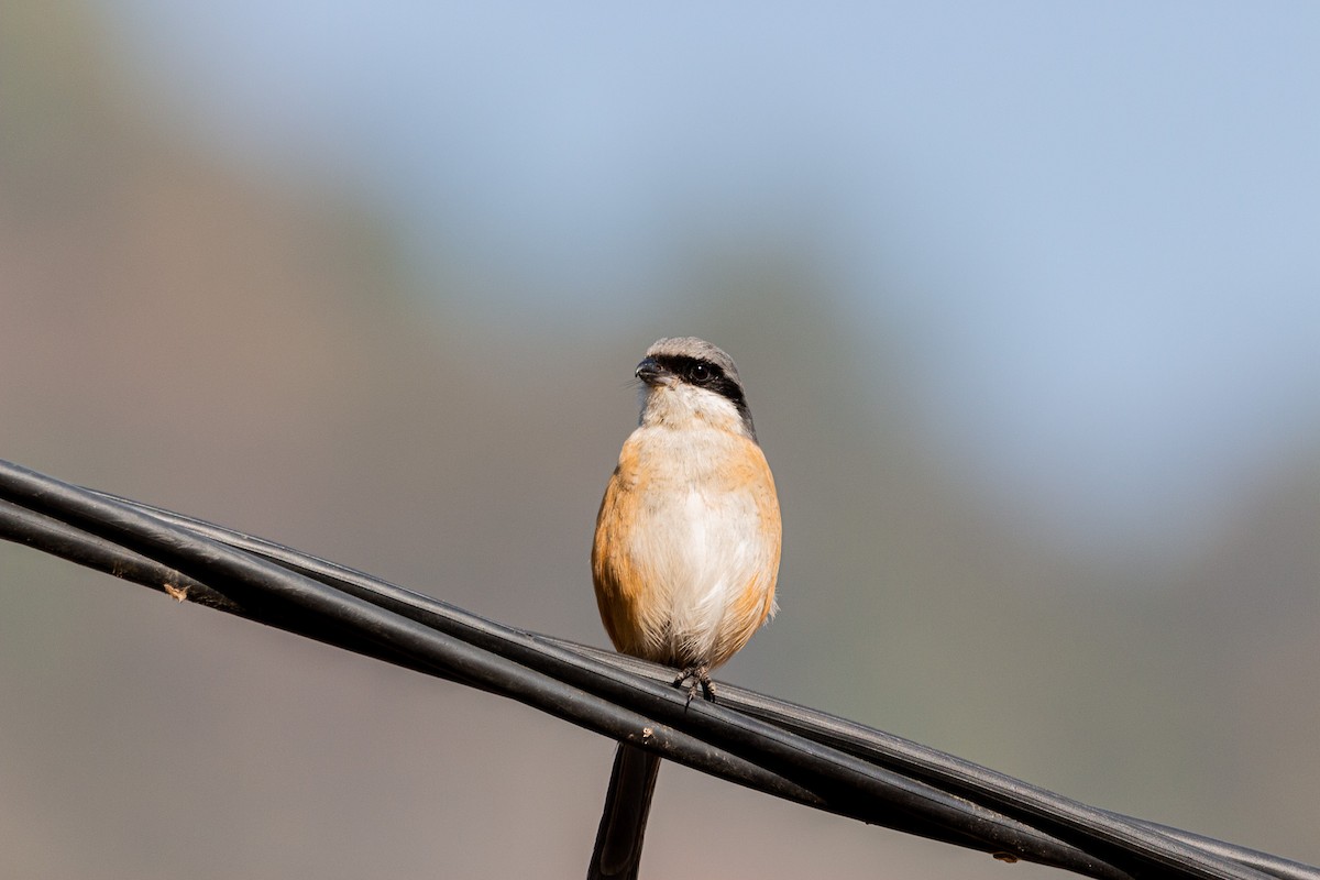 Gray-backed Shrike - ML615817002