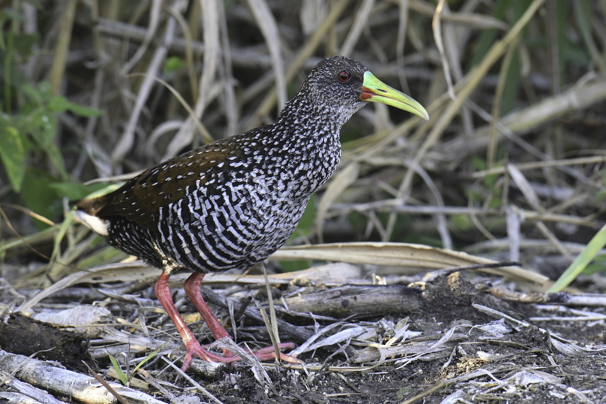 Spotted Rail - ML615817023