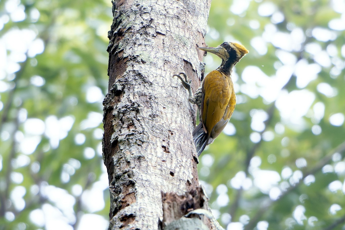 Javan Flameback - Martjan Lammertink