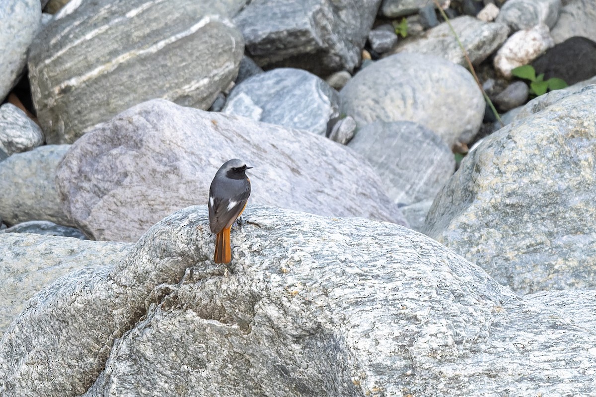 Hodgson's Redstart - Debankur  Biswas