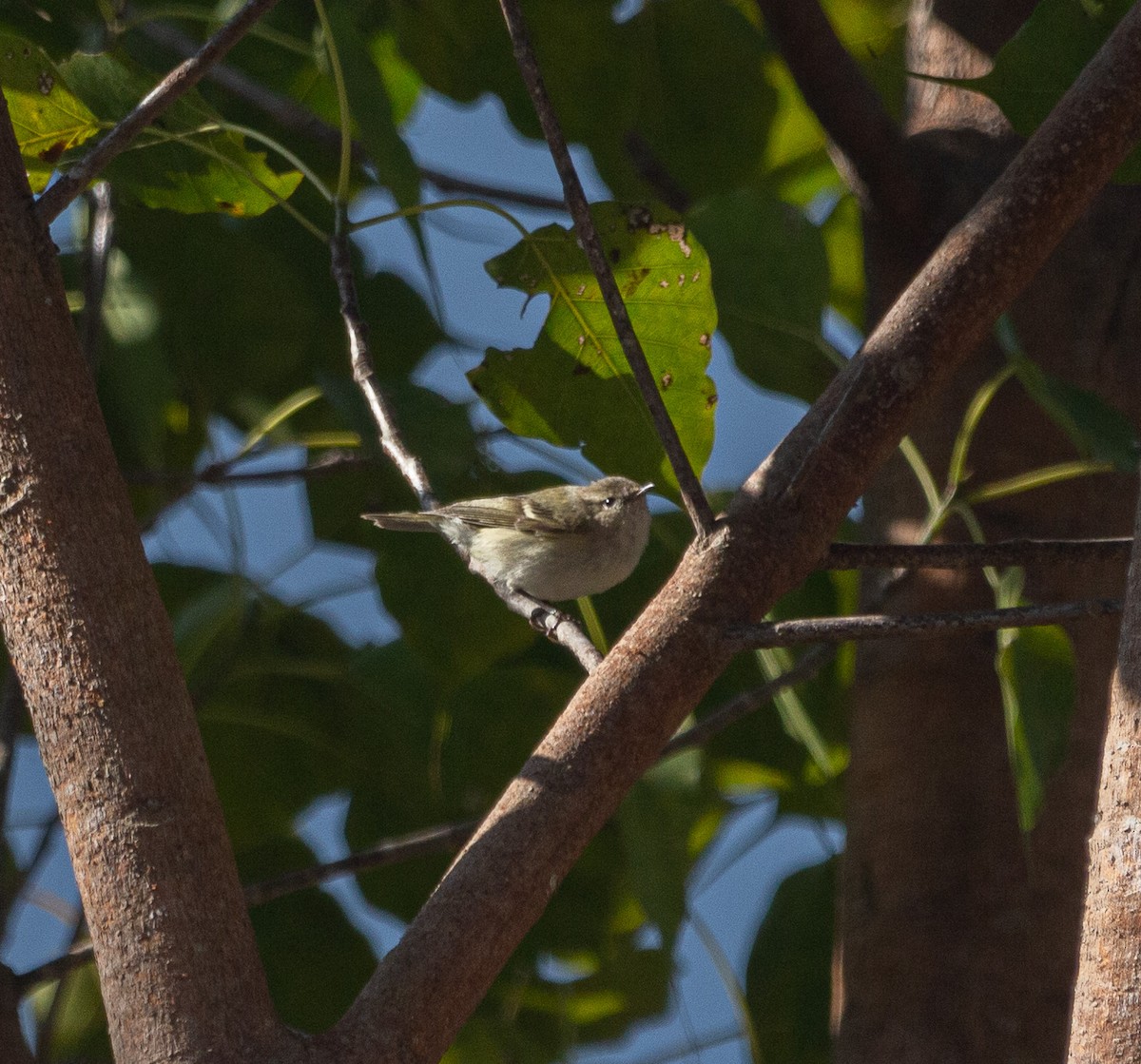 Hume's Warbler - ML615817038