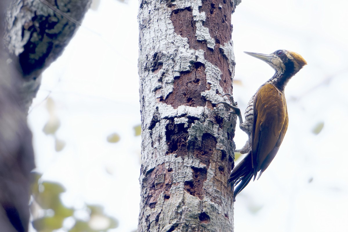 Javan Flameback - Martjan Lammertink