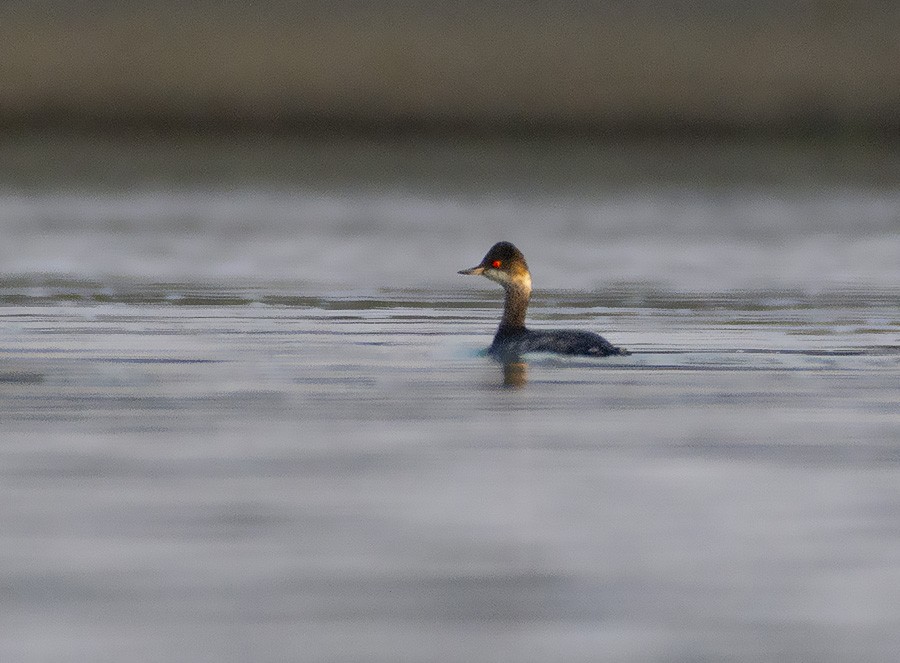 Eared Grebe - ML615817041