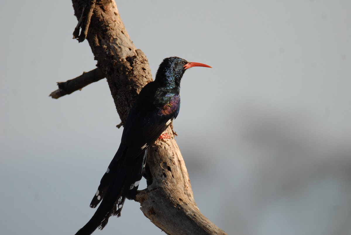 Green Woodhoopoe - ML615817059