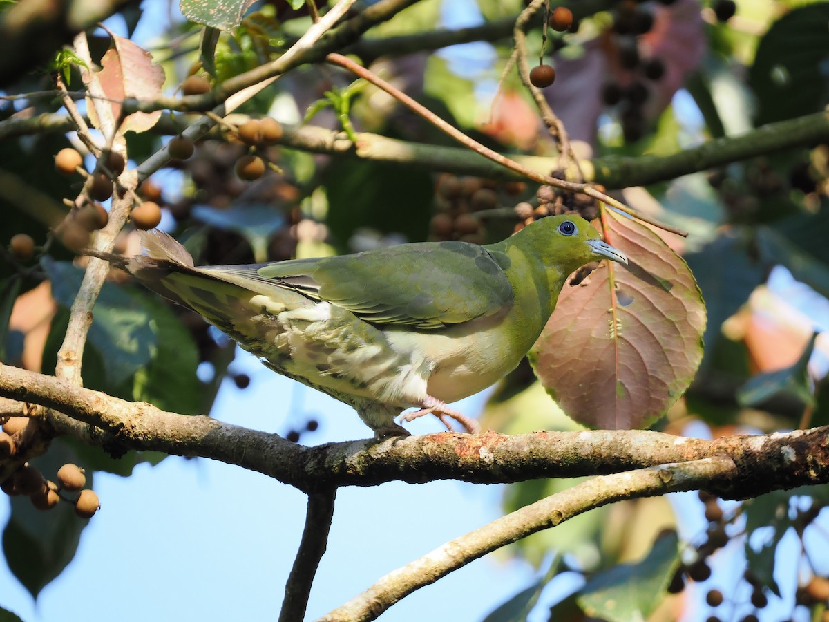 White-bellied Green-Pigeon - Daniel Kaplan