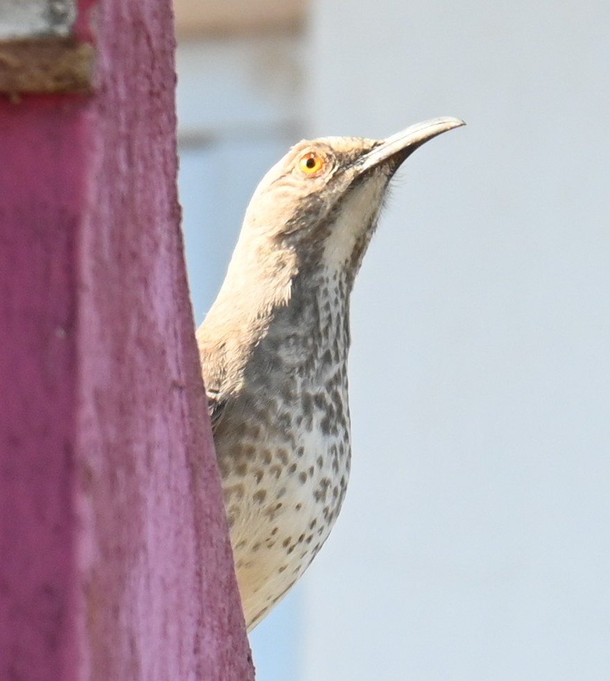 Curve-billed Thrasher - ML615817107