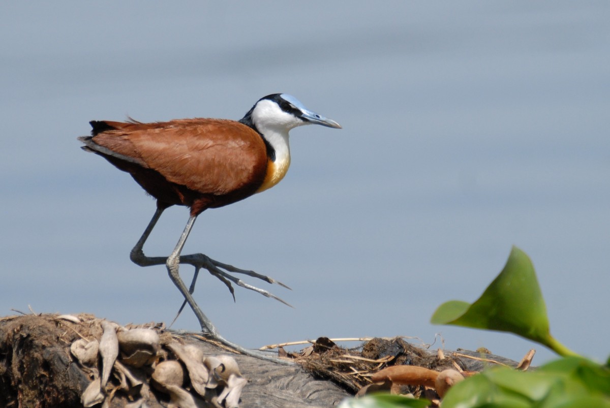 Jacana à poitrine dorée - ML615817113