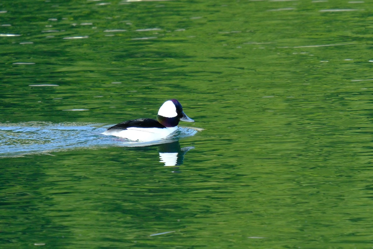 Bufflehead - ML615817127