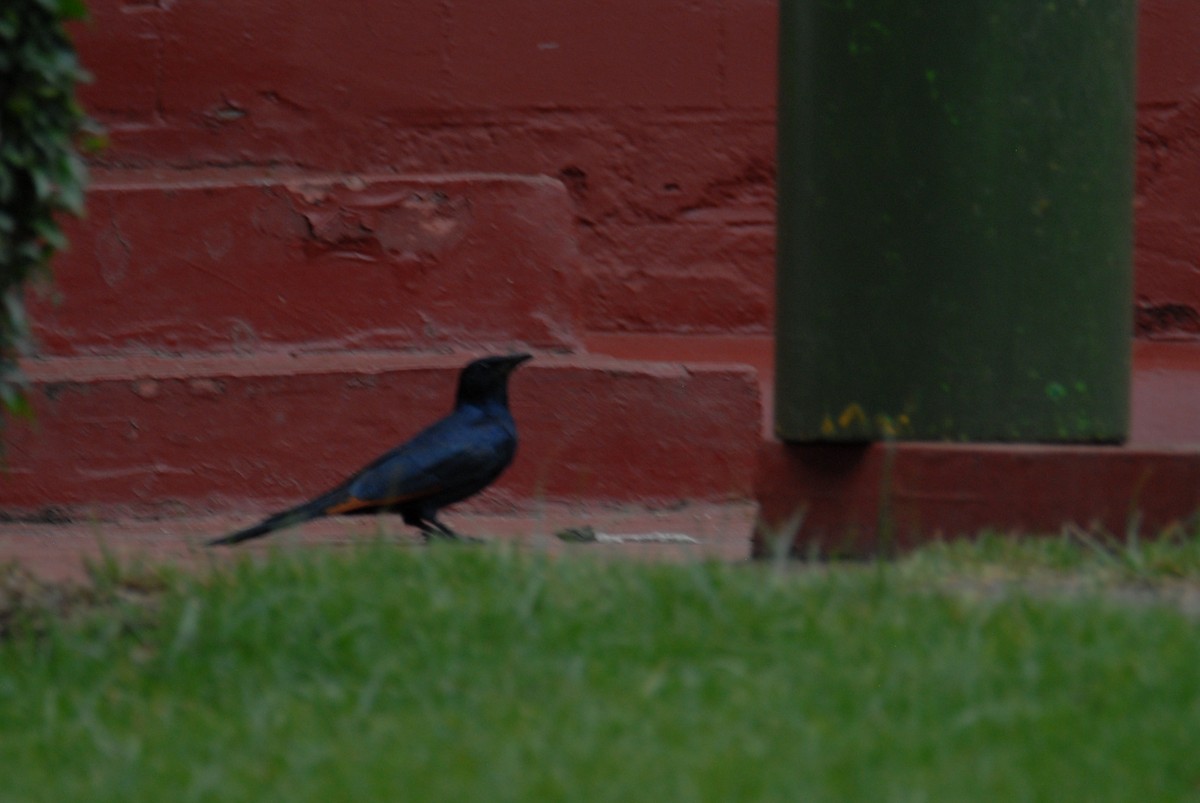 Red-winged Starling - ML615817131