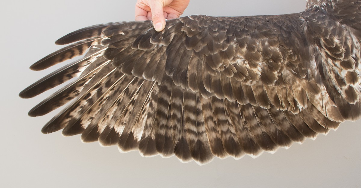 Red-tailed Hawk (Harlan's) - Nicole Richardson