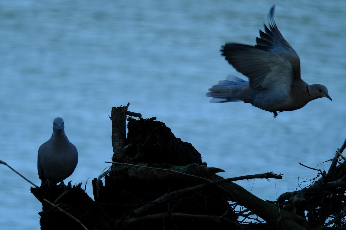 Eurasian Collared-Dove - ML615817205