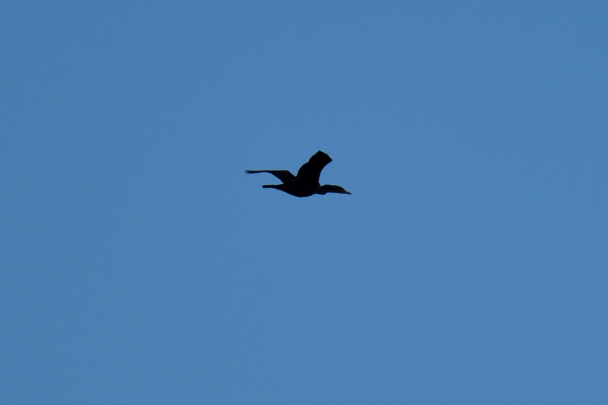 Double-crested Cormorant - ML615817215