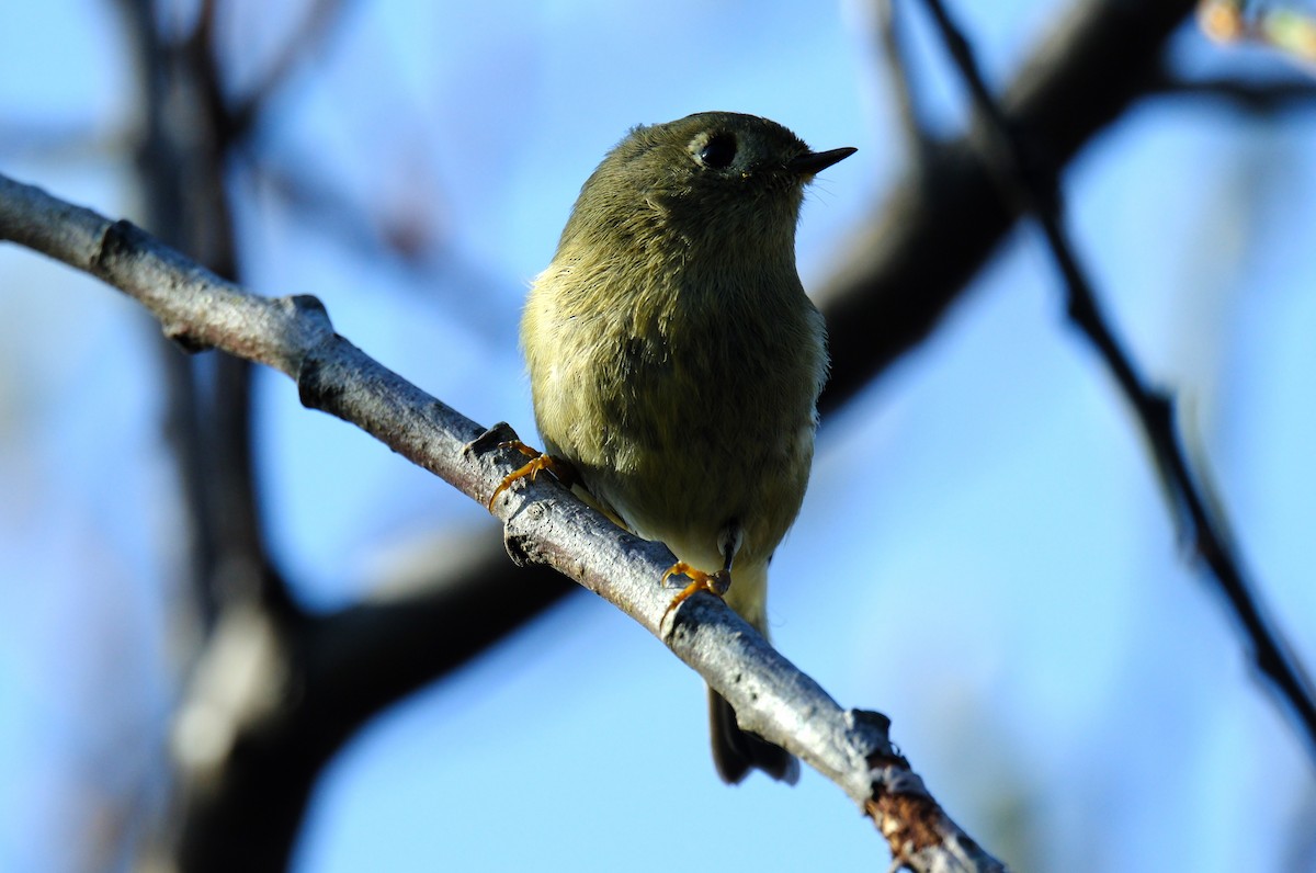 Ruby-crowned Kinglet - Klaus Bielefeldt