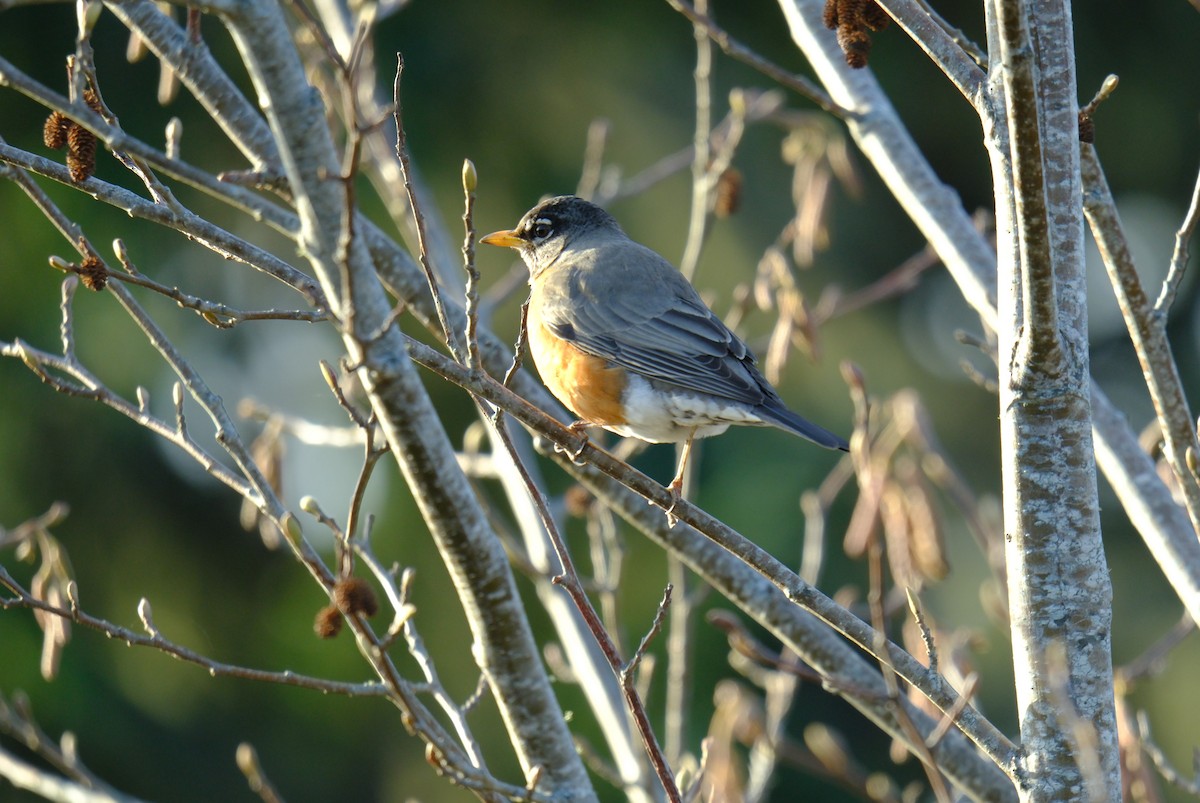 American Robin - ML615817243