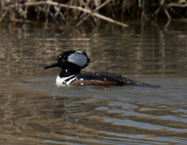 Hooded Merganser - ML615817262