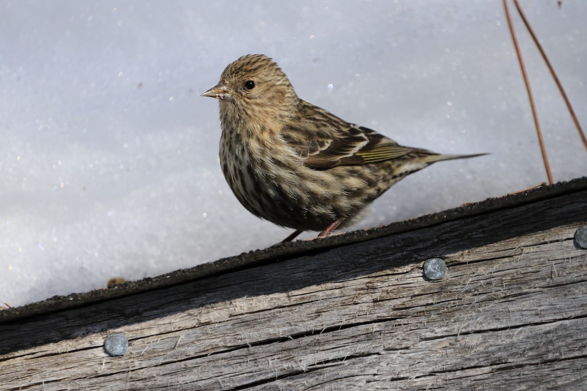 Pine Siskin - ML615817267