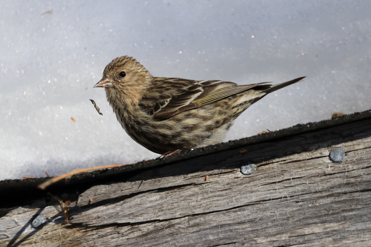 Pine Siskin - ML615817268