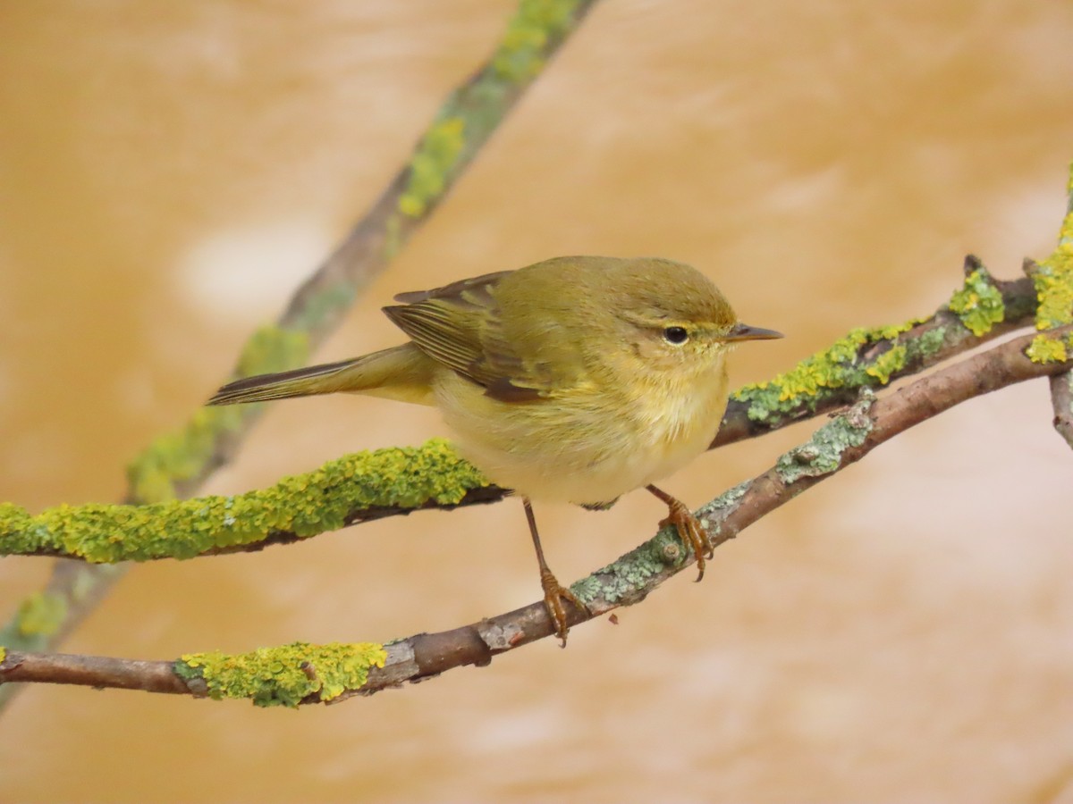 Mosquitero Ibérico - ML615817269