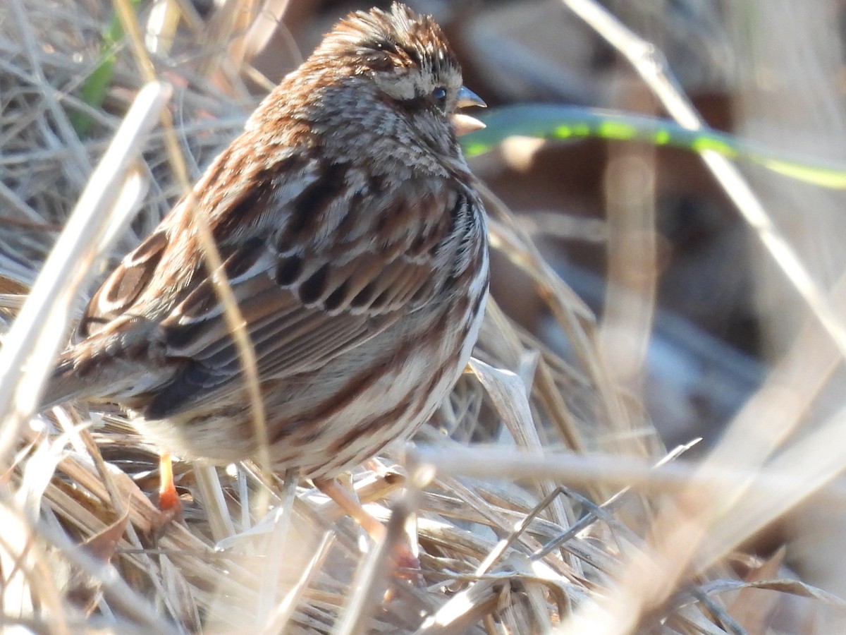 Song Sparrow - ML615817294