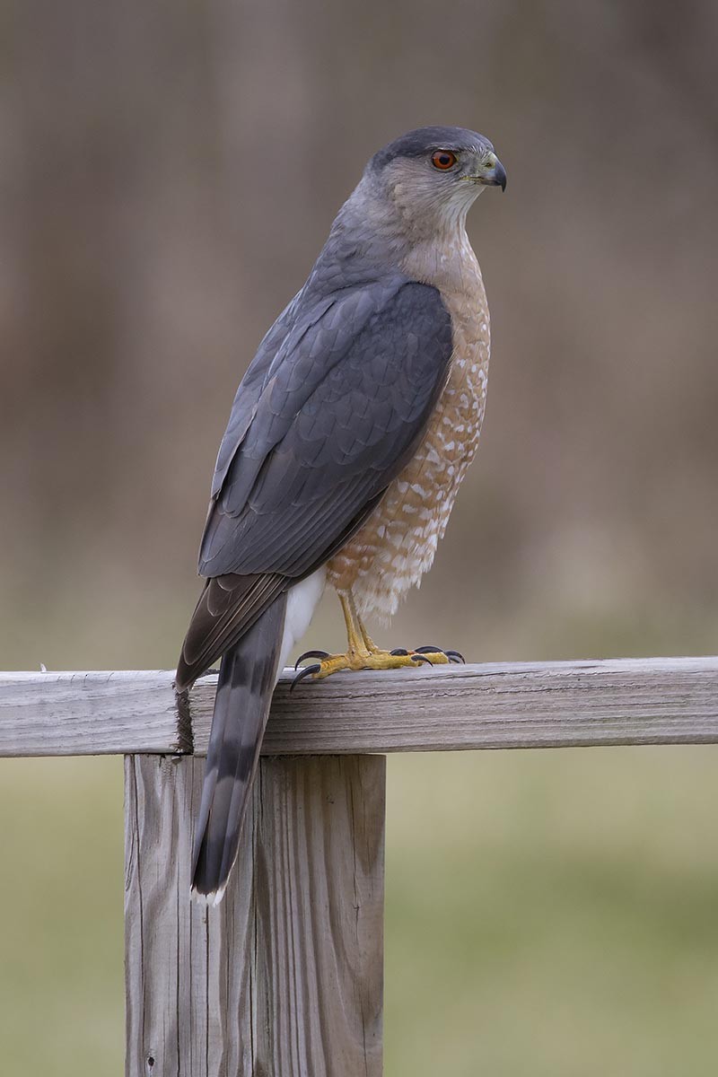 Cooper's Hawk - Howard Wu