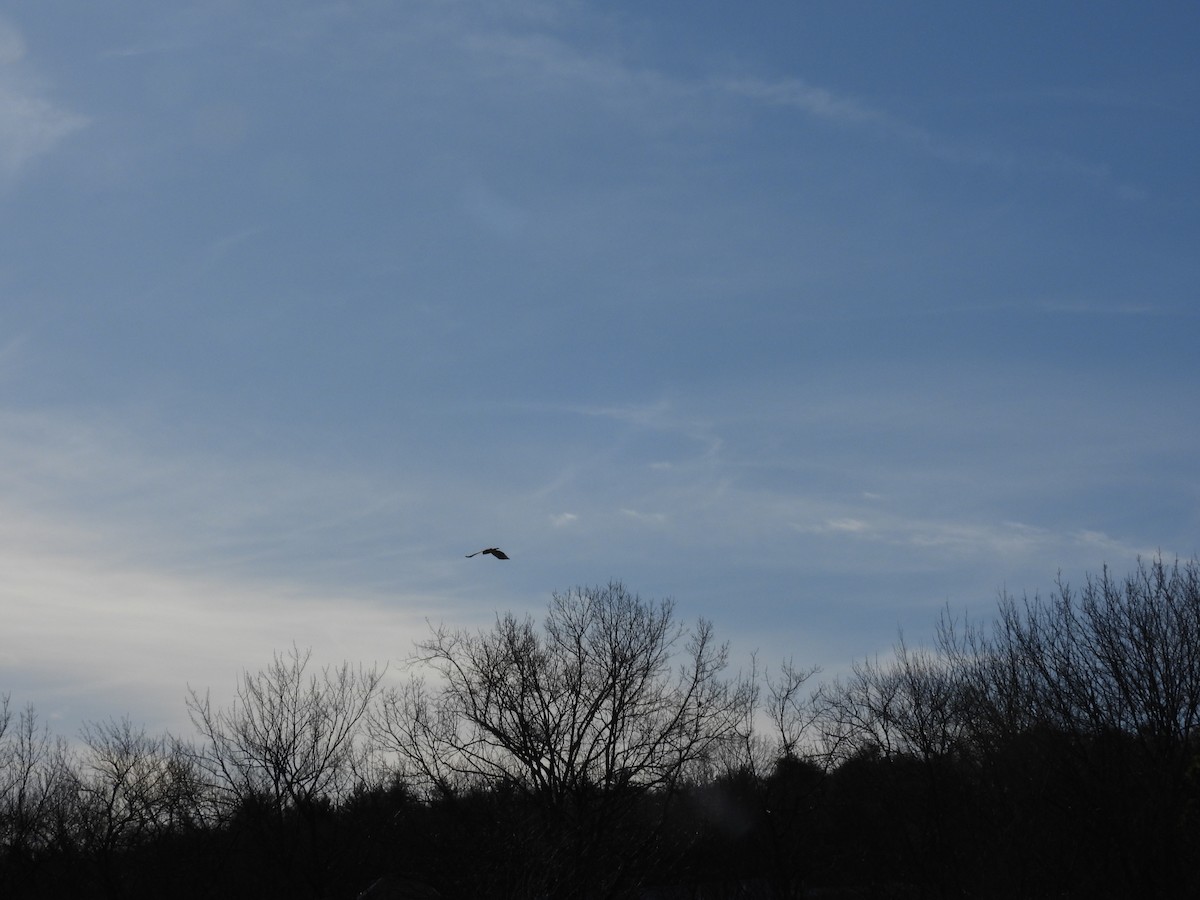 Red-tailed Hawk - ML615817323