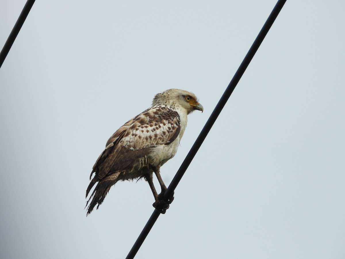 Crested Serpent-Eagle (Ryukyu) - ML615817326