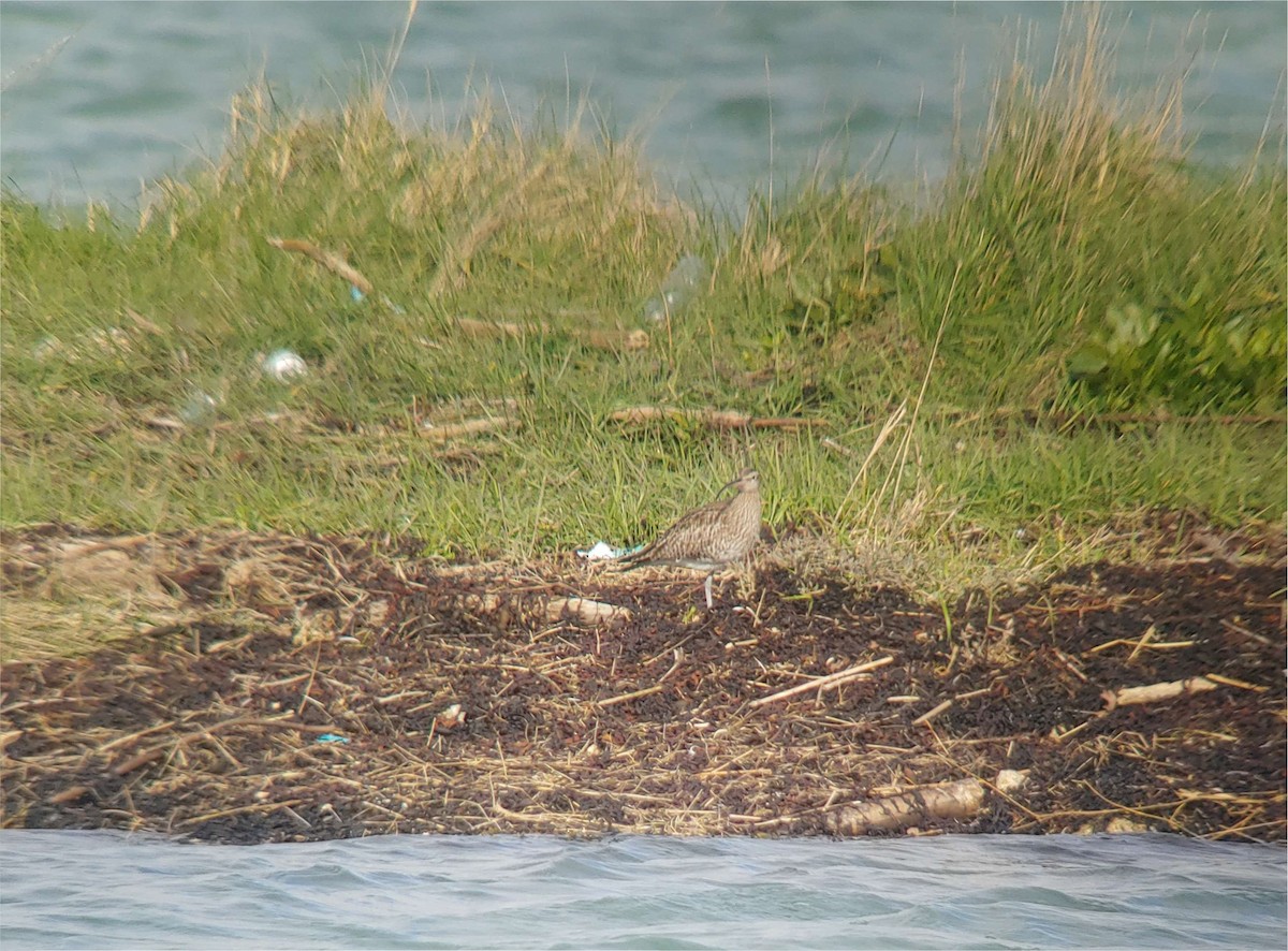 Whimbrel (European) - Avery Chan