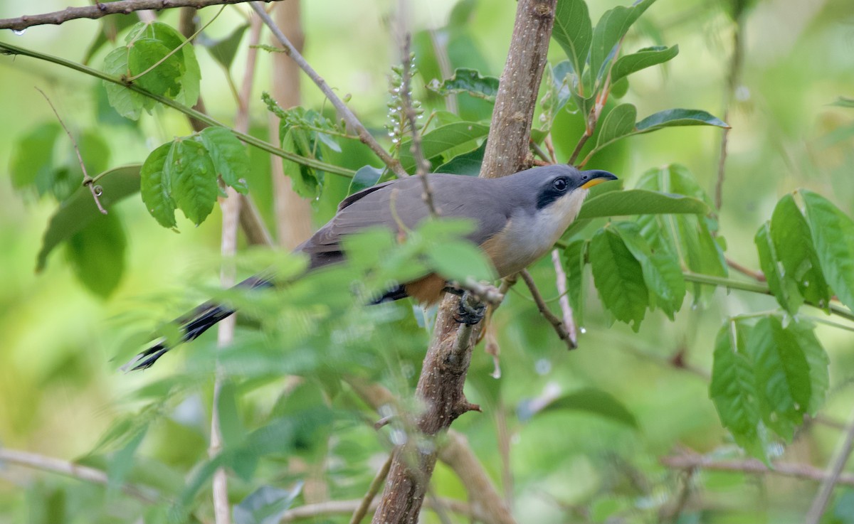 Mangrove Cuckoo - ML615817340