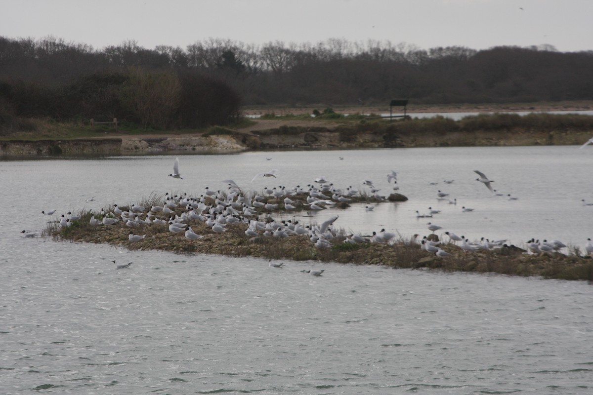 Mouette mélanocéphale - ML615817374