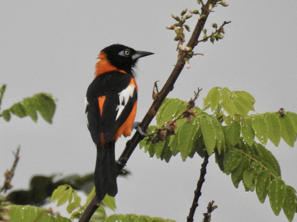 Venezuelan Troupial - ML615817378