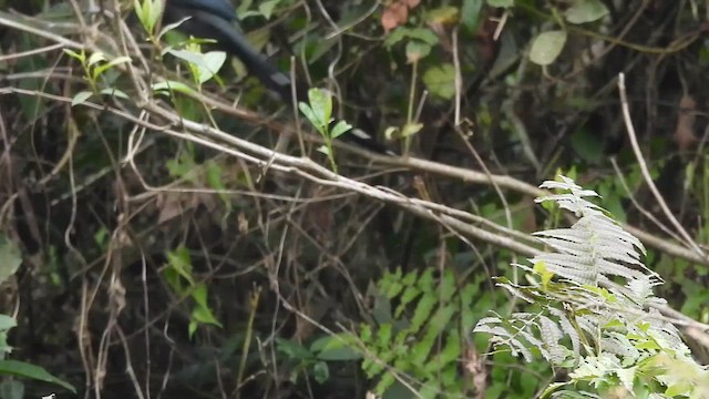 Green-billed Malkoha - ML615817392