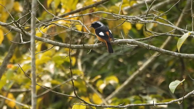 Daurian Redstart - ML615817403