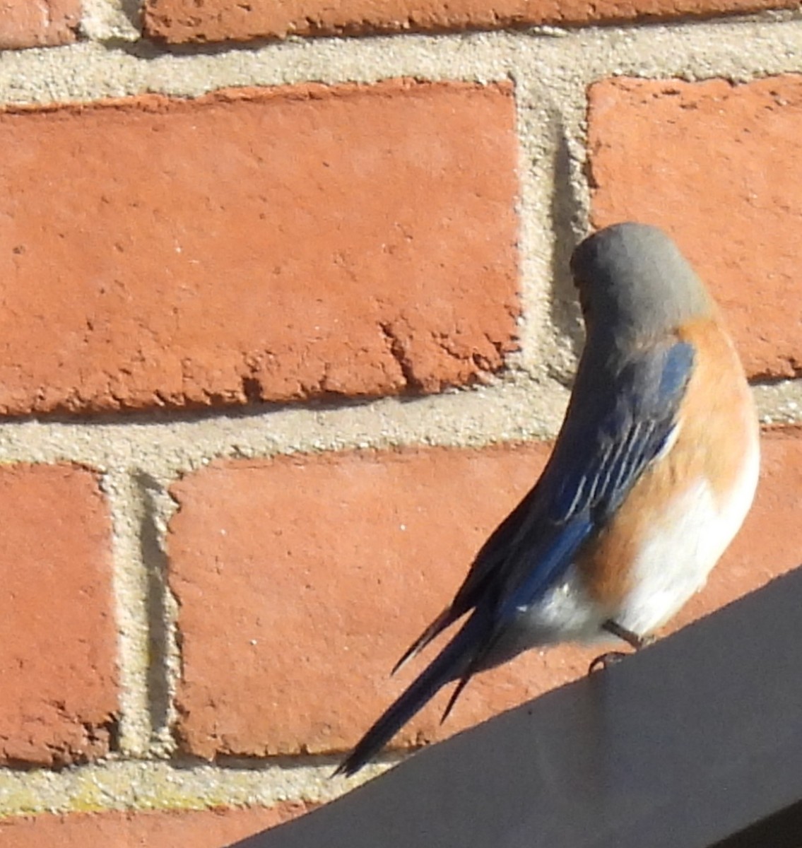 Eastern Bluebird - ML615817468