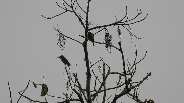 Chestnut-headed Bee-eater - ML615817486