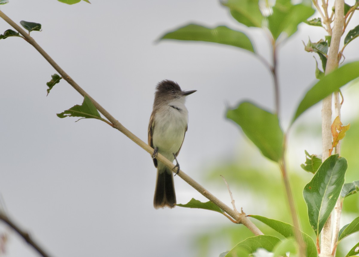 Puerto Rican Flycatcher - ML615817518