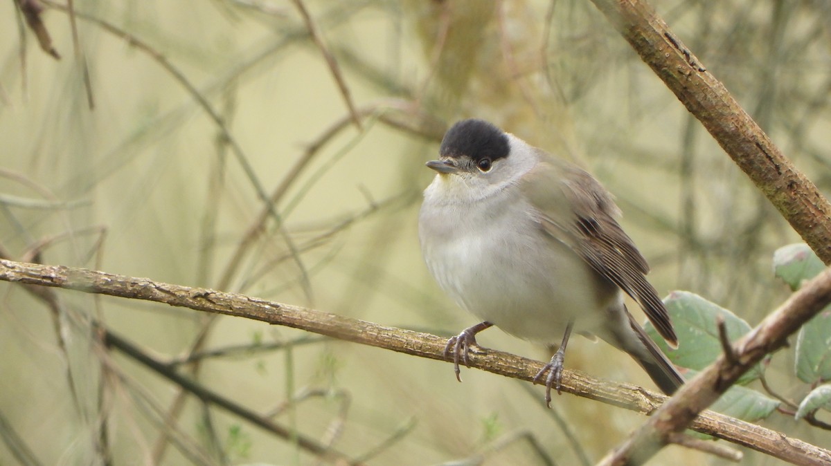 Eurasian Blackcap - ML615817523