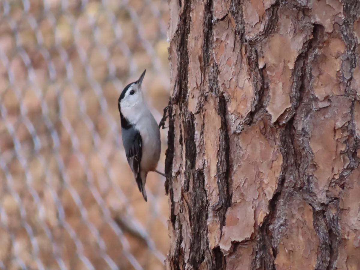 White-breasted Nuthatch - ML615817542