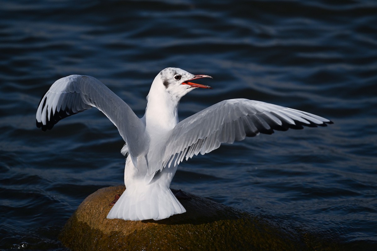 Black-headed Gull - ML615817568